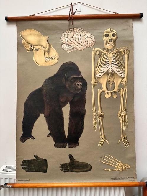 Oude schoolplaat - Gorilla/skelet (linnen/hout), Antiek en Kunst, Antiek | Schoolplaten, Ophalen