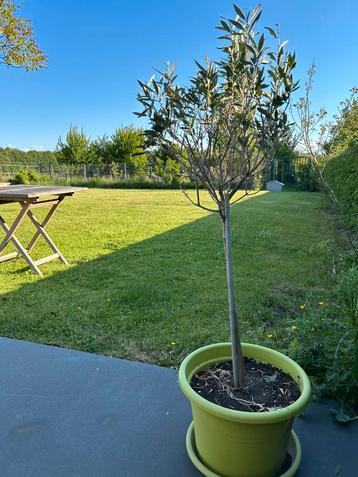 Olivier 120cm avec pot et soicoupe 40cm, Ophalen