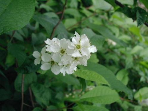 Inheemse vogelkers – Prunus padus, Jardin & Terrasse, Plantes | Arbres, Enlèvement