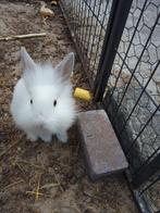 7 konijnen te koop, Dieren en Toebehoren, Konijnen, 0 tot 2 jaar