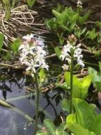 Menyanthes trifoliata (trèfle d’eau) plante indigène belge