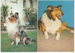 Lot 5 kaartjes met honden Lassie Collie etc., Gelopen, Verzenden, Hond of Kat