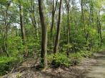 Bosgrond 1,15 Ha in Ham te koop., 1000 à 1500 m², Ventes sans courtier