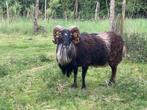 Soay ram / dekram 4 jaar oud, Mannelijk, Schaap, 3 tot 5 jaar