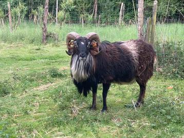 Soay ram / dekram 4 jaar oud, Mâle, Mouton, 3 à 5 ans