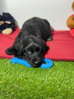 Engelse cocker pup reutje, Dieren en Toebehoren, Honden | Retrievers, Spaniëls en Waterhonden, België, Reu, 8 tot 15 weken, CDV (hondenziekte)
