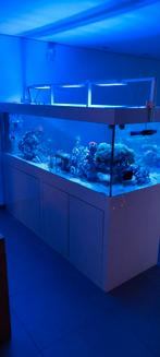 Zeeaquarium met techniek en levende have, Ophalen, Gebruikt, Gevuld zeewateraquarium