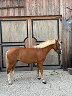 Blikvanger! D-pony, Dieren en Toebehoren, Pony's, Ruin, Gechipt, Zadelmak, 3 tot 6 jaar