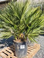 Europese dwergpalm - Chamaerops Humilis, Ophalen, Halfschaduw