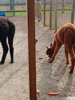 Bruin alpaca hengst te koop 'geboren 29/8/24, Dieren en Toebehoren, Pony's, Hengst