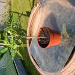 Tomaatplantjes 50 cent per plant 3 + 1 gratis, Tuin en Terras, Ophalen, Volle zon, Groenteplanten, Eenjarig