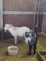 Dwerggeiten bokjes, Dieren en Toebehoren, Mannelijk, Geit, 0 tot 2 jaar