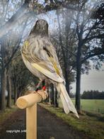 Jaspis, Dieren en Toebehoren