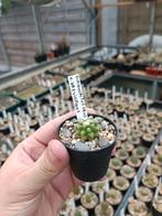 cactus Echinocactus grusonii v. Brevispinus, Maison & Meubles, Plantes d'intérieur, Cactus, Enlèvement ou Envoi