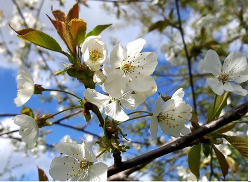 Wilde kers - Prunus avium, Jardin & Terrasse, Plantes | Arbres, Été, Enlèvement