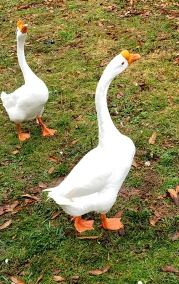 Witte chinese knobbelganzen  beschikbaar voor biedingen