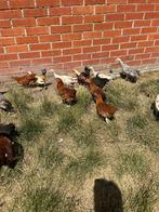 Jonge legkippen, Dieren en Toebehoren
