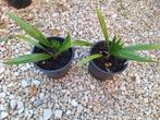 Set van 4 soorten palmbomen die vorst aankunnen., Ophalen of Verzenden, Lente, Minder dan 100 cm, Palmboom