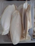 Sepia schelpen, Ophalen of Verzenden