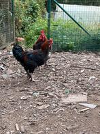 Marans hanen, Dieren en Toebehoren