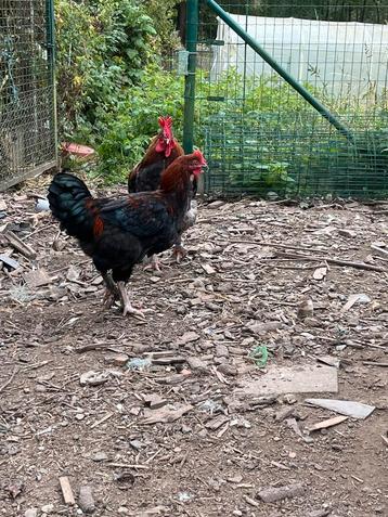 Marans hanen beschikbaar voor biedingen
