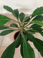 Euphorbia Leuconeura (Madagascar Jewel), Huis en Inrichting, Kamerplanten, Ophalen