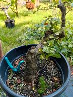 Pré bonsai meidoorn, Ophalen