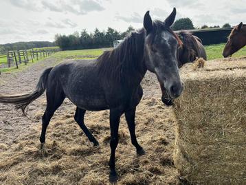 2-jarig springgefokte merrie beschikbaar voor biedingen