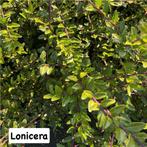 ‼️Bodembedekkers aan promoprijzen ‼️, Tuin en Terras, Ophalen