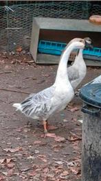 Lavendel chinese knobbelgans, Dieren en Toebehoren, Pluimvee, Mannelijk, Gans of Zwaan