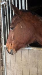 Paard te koop, Dieren en Toebehoren, Merrie