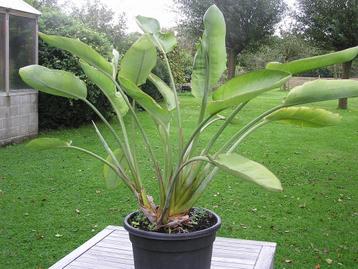 Paradijsvogelbloem, Strelidzia reginae disponible aux enchères