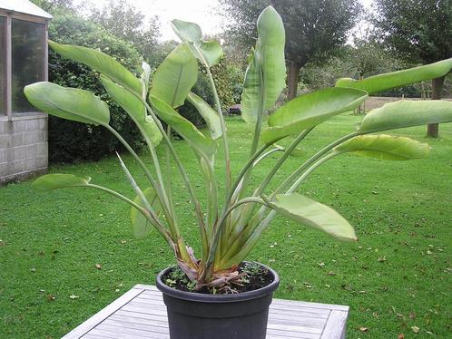 Paradijsvogelbloem, Strelidzia reginae, Maison & Meubles, Plantes d'intérieur, Autres espèces, 100 à 150 cm, Plante à fleurs, Ombre partielle