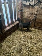 Mini Dwerggeitjes, Animaux & Accessoires, Moutons, Chèvres & Cochons