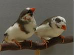 zebravinken, Dieren en Toebehoren, Vogels | Overige Vogels, Meerdere dieren, Tropenvogel, Geringd