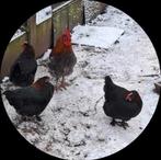 Marans hanen en hennen, Dieren en Toebehoren, Pluimvee