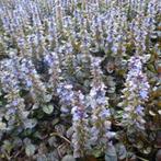 Ajuga reptans, Bodembedekkers, Vaste plant, Ophalen of Verzenden, Halfschaduw