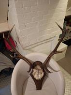 Gewei edelhert, Ophalen, Zo goed als nieuw, Hert, Gewei of Kop