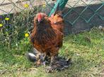 ukkelse baardkriel duizendkleur haantjes graties, Dieren en Toebehoren, Pluimvee