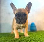 Prachtige Franse Bulldog Pup, Animaux & Accessoires, Chien (mâle), Belgique, 8 à 15 semaines, Bouledogue