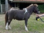 Jaarlinghengst Falabella, Dieren en Toebehoren, Pony's, Gechipt, Niet van toepassing, 0 tot 2 jaar, Hengst