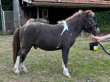 Jaarlinghengst Falabella beschikbaar voor biedingen