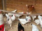 Legkippen: sussex leghorn zwart blue de landes koekoek, Dieren en Toebehoren
