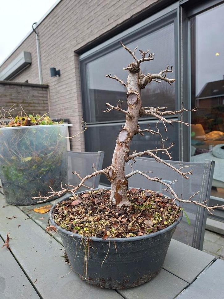 Ulmus bonsai, Tuin en Terras, Planten | Bomen, Ophalen