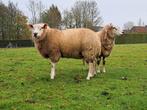 Ramlam te koop, Dieren en Toebehoren, Schapen, Geiten en Varkens
