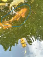 Japanse Koi's, Dieren en Toebehoren, Vissen | Vijvervissen, Karper of Koi