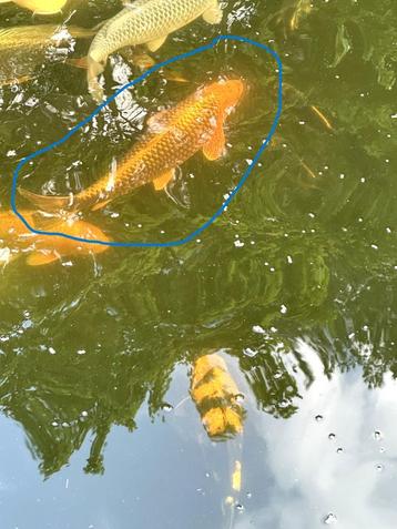 Japanse Koi's beschikbaar voor biedingen