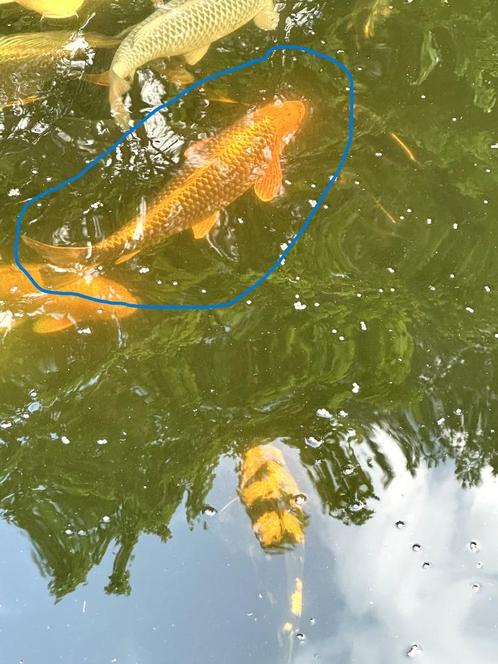 Japanse Koi's, Dieren en Toebehoren, Vissen | Vijvervissen, Karper of Koi