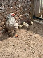 Brahma zilverpatrijs en goudpatrijs kuikens, Dieren en Toebehoren, Pluimvee, Vrouwelijk, Kip