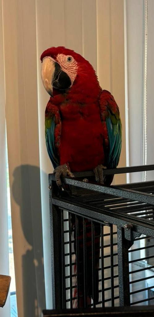 Tamme jonge Groenvleugel ara pop, Dieren en Toebehoren, Vogels | Parkieten en Papegaaien, Papegaai, Vrouwelijk, Pratend, Tam, Geringd